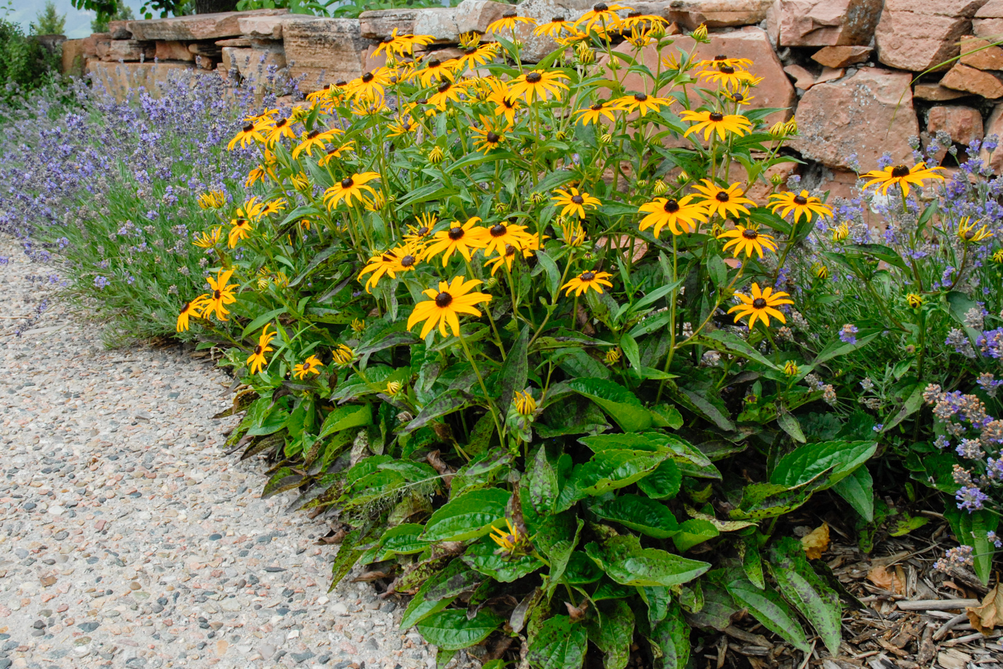 Goldsturm Black-eyed Susan